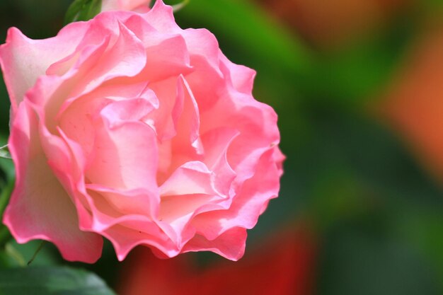 Close-up of pink rose