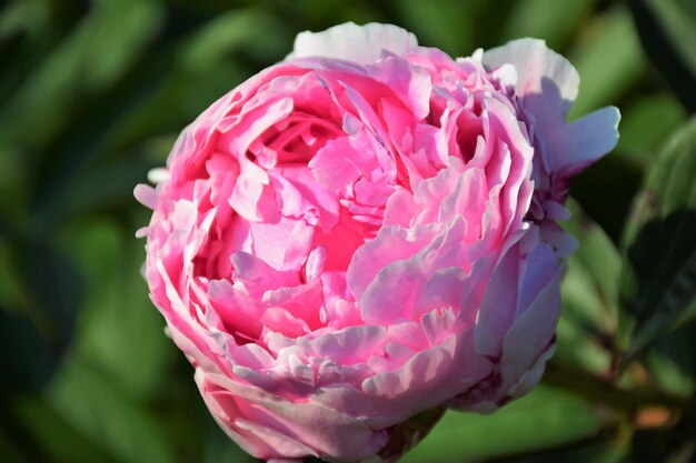 Photo close-up of pink rose