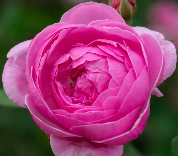 Photo close-up of pink rose