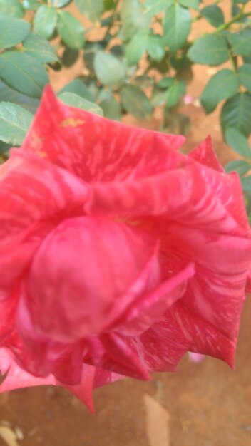 Close-up of pink rose