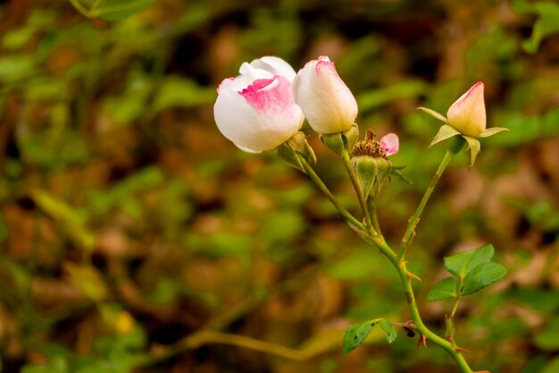 Photo close-up of pink rose