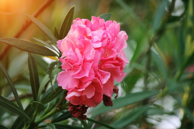 Foto close-up di una rosa rosa