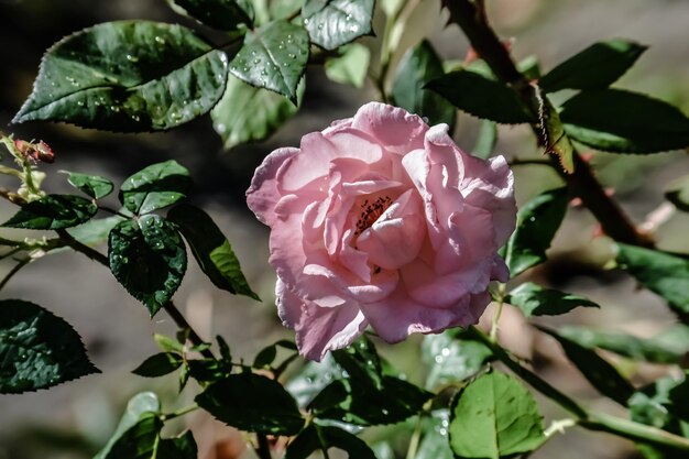 Photo close-up of pink rose