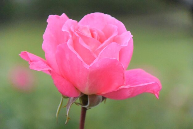 Close-up of pink rose