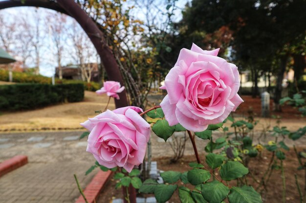 Close-up of pink rose