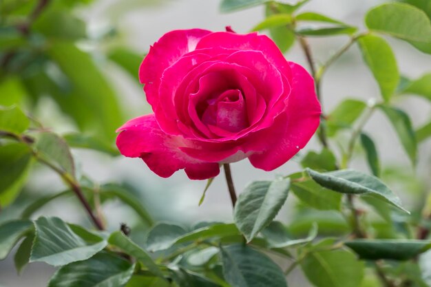 Close-up of pink rose