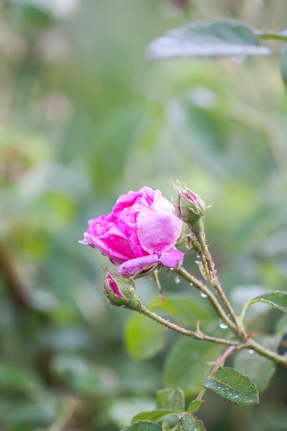 Photo close-up of pink rose