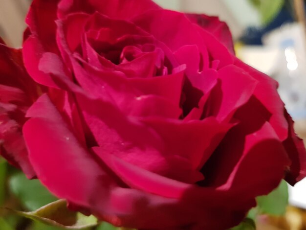 Close-up of pink rose