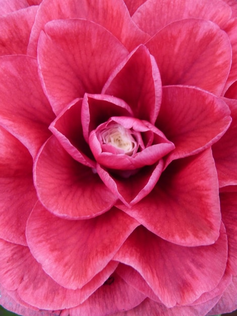 Close-up of pink rose