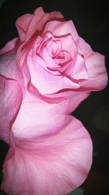 Foto close-up di una rosa rosa