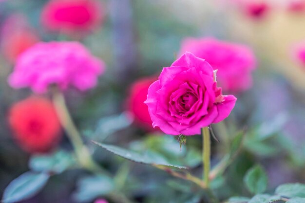 Close-up of pink rose