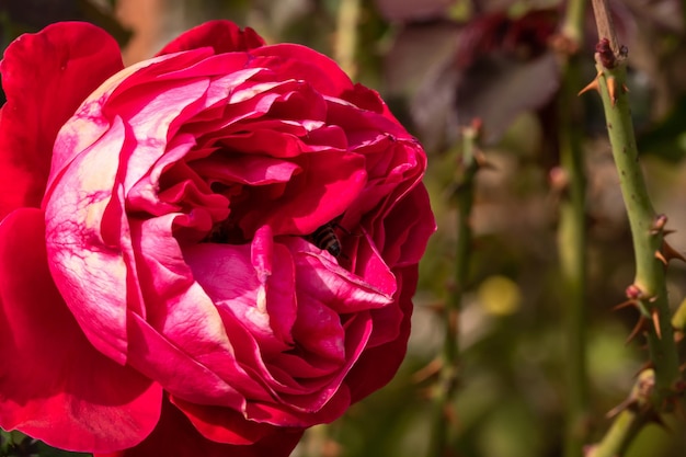 Foto close-up di una rosa rosa