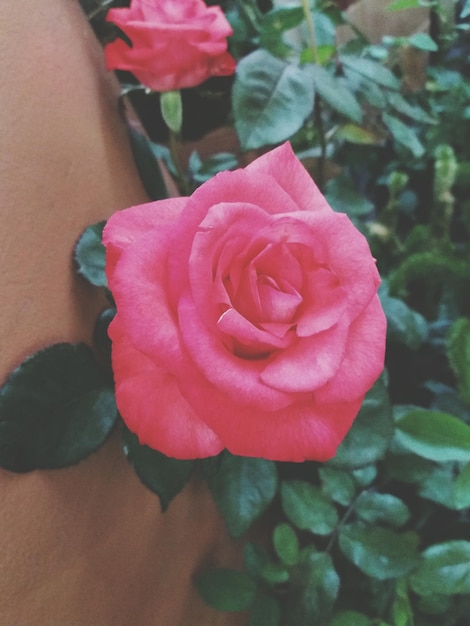 Foto close-up di una rosa rosa