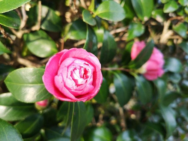 Photo close-up of pink rose