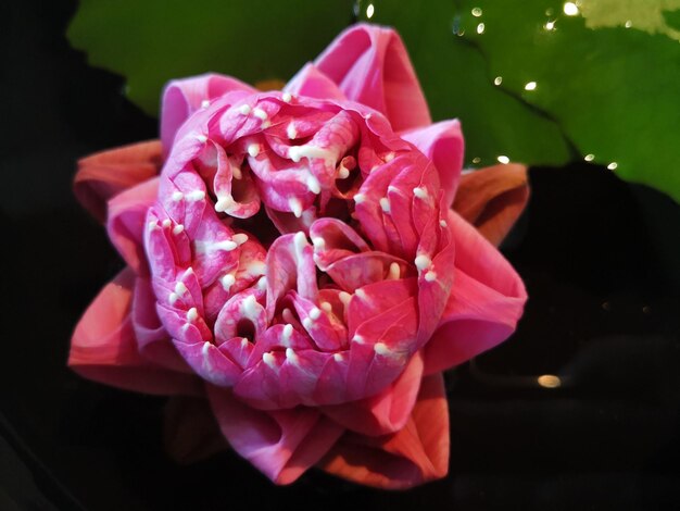 Photo close-up of pink rose