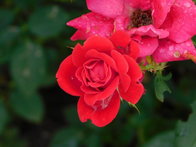 Close-up of pink rose