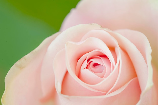 Foto close-up di una rosa rosa