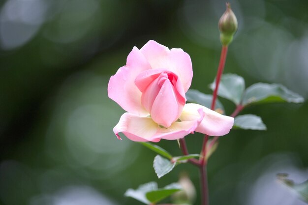 Foto close-up di una rosa rosa