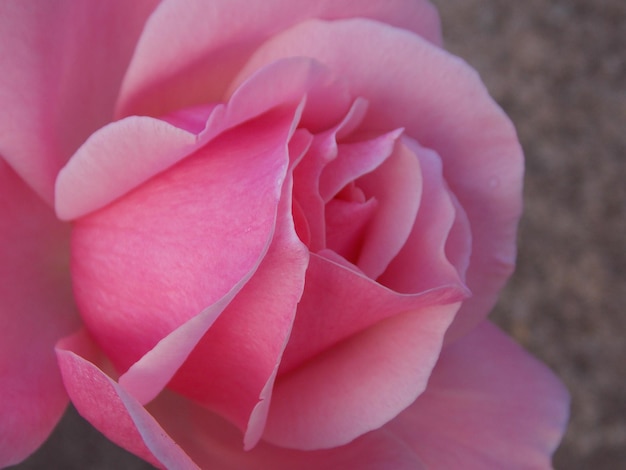 Foto close-up di una rosa rosa