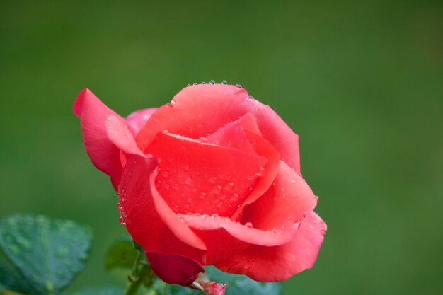 Photo close-up of pink rose