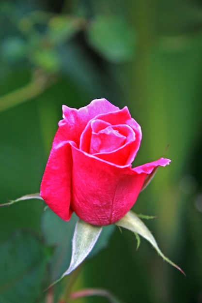 Foto close-up di una rosa rosa