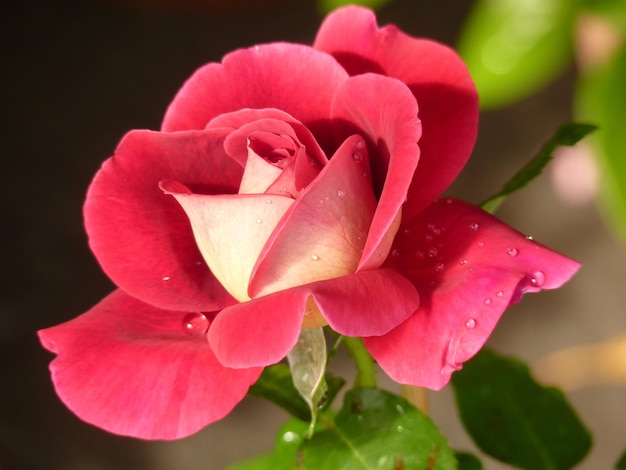 Photo close-up of pink rose