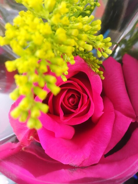 Close-up of pink rose