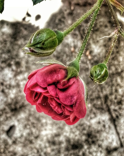 Photo close-up of pink rose