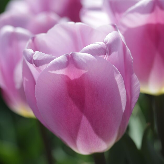 Photo close-up of pink rose