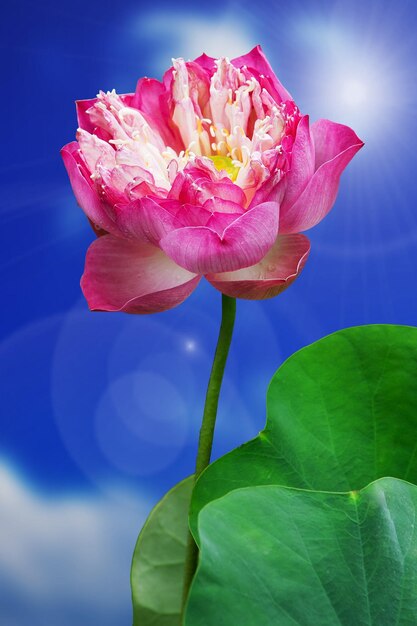 Foto close-up di una rosa rosa