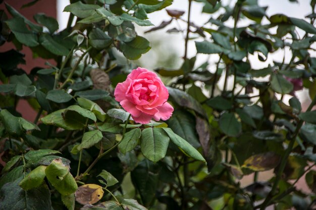 Photo close-up of pink rose