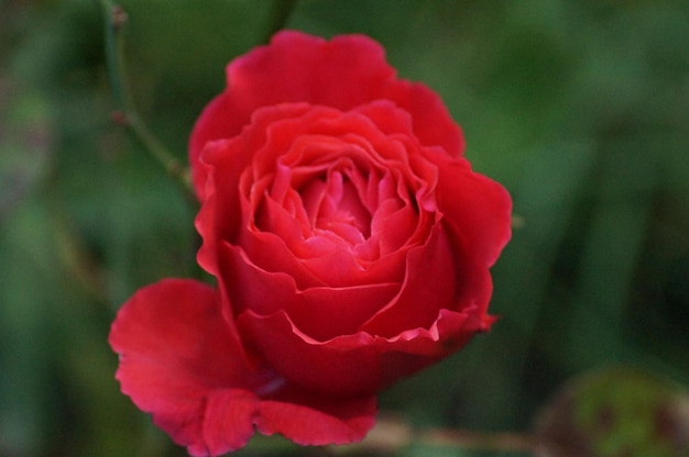 Close-up of pink rose