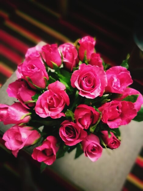 Close-up of pink rose