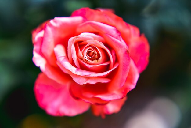 Close-up of pink rose