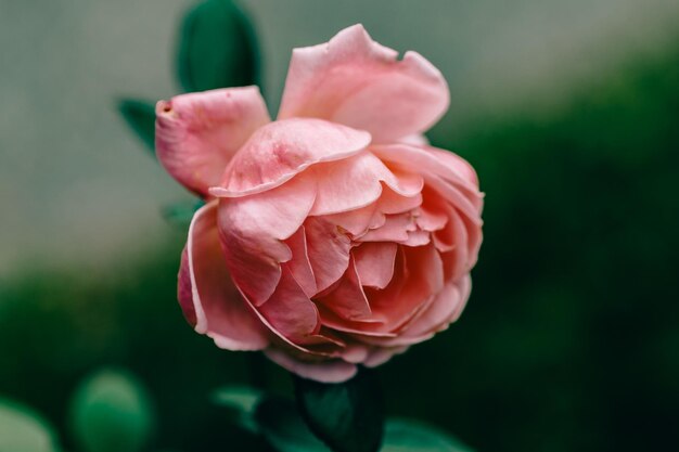 Close-up of pink rose