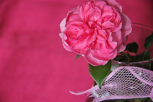 Photo close-up of pink rose