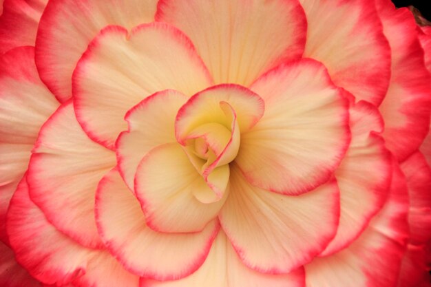 Close-up of pink rose