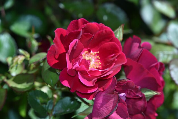 Photo close-up of pink rose