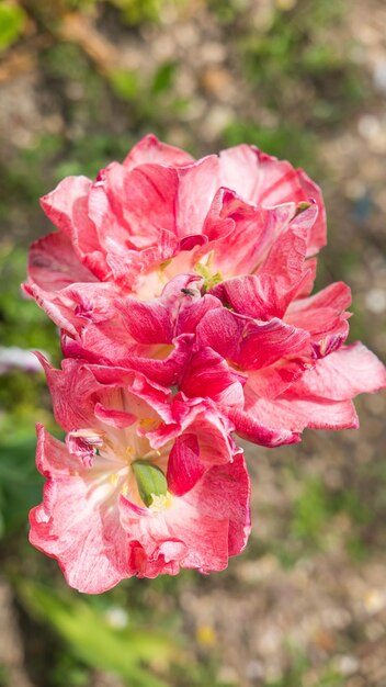 Foto close-up di una rosa rosa