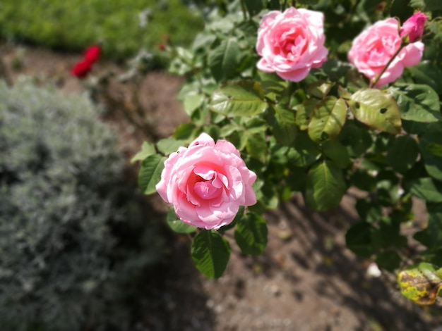 Photo close-up of pink rose