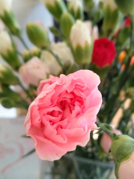 Close-up of pink rose