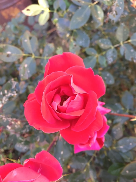 Photo close-up of pink rose