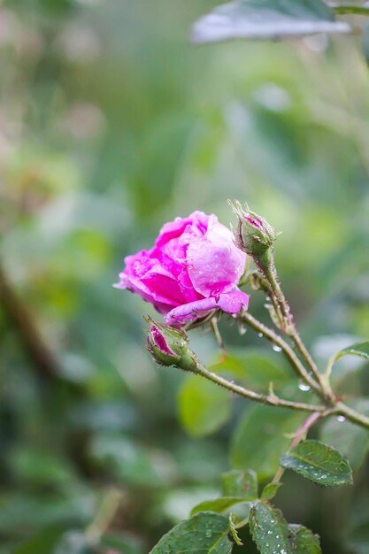 Foto close-up di una rosa rosa