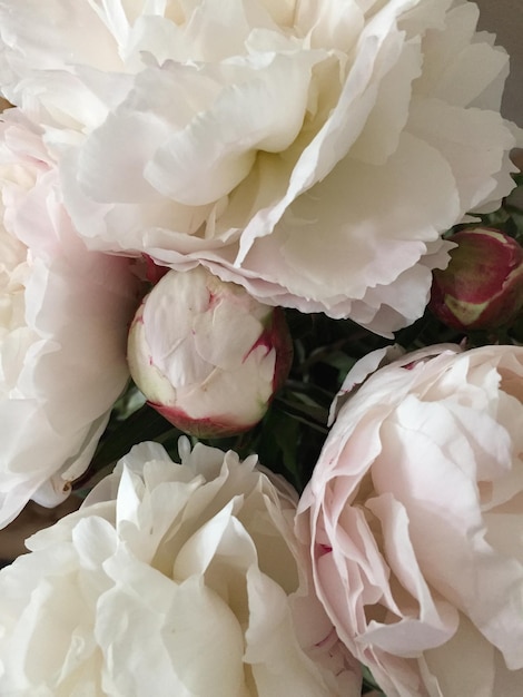 Close-up of pink rose