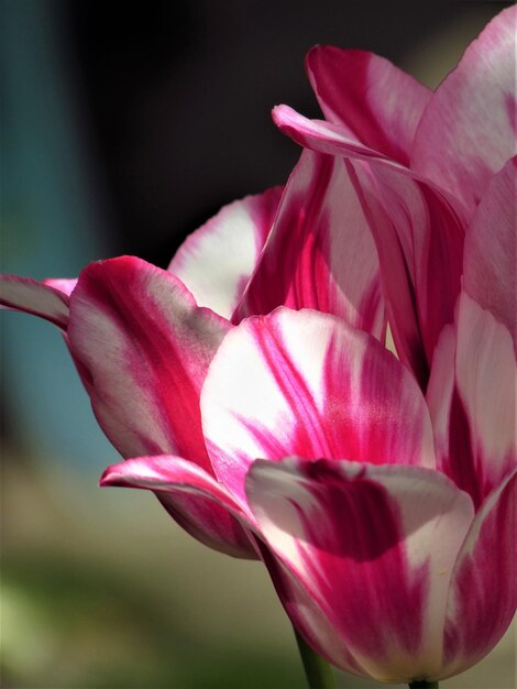 Foto close-up di una rosa rosa