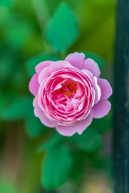 Foto close-up di una rosa rosa