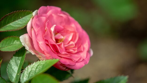 Photo close-up of pink rose