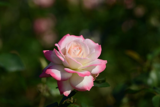 Close-up of pink rose