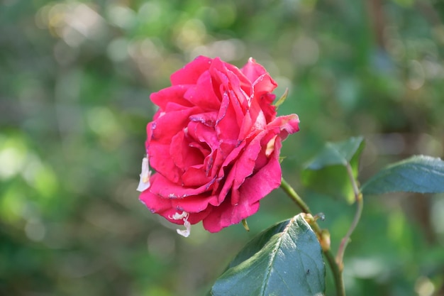 Foto close-up di una rosa rosa