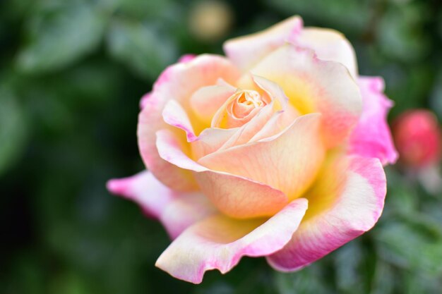 Photo close-up of pink rose